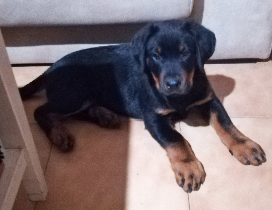  domainedelalicorne.fr photo chien beauceron photo chiot beauceron Elevage de beauceron chiot beauceron pure race élevage du clos de la licorne elevage des gardiens de la licorne elevage beauceron noir et feu authentique gros gabarits élevage de Beauceron familial sérieux et qualité domainedelalicorne.fr suivi des chiots conseil d’éducation chiot propre bas rouge santé caractère spécialiste du beauceron noir et feu ou arlequin chien rustique berger de France  nos chiots sont élevés avec amour et attention notre passion au service de la qualité Beauceron de qualité et sportif domaine de la licorne 04380 BARRAS élevage en liberté éleveur berger de beauce élevage de beauceron de travail 06 11 20 51 93 site domainedelalicorne.fr mail domainedelalicorne@gmail.com